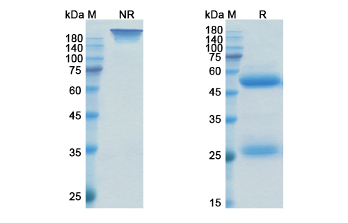 Otilimab (CSF2/GM-CSF) Antibody, Monoclonal