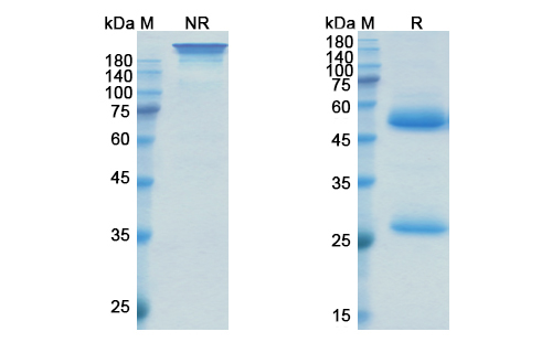 Oxelumab (TNFSF4/CD252) Antibody, Monoclonal