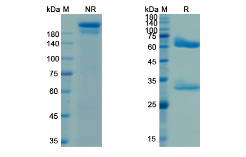 Pagibaximab (Staphylococcus epidermidis lipoteichoic acid) Antibody, Monoclonal