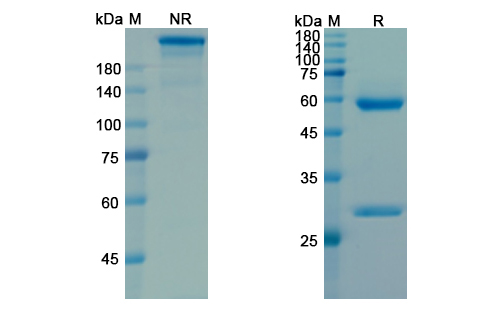 Pamrevlumab (CTGF/IGFBP-8) Antibody, Monoclonal