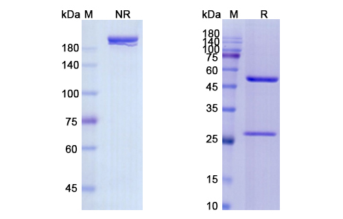 Panitumumab (EGFR) Antibody, Monoclonal