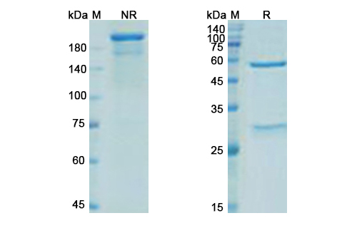 Parsatuzumab (EGFL7) Antibody, Monoclonal