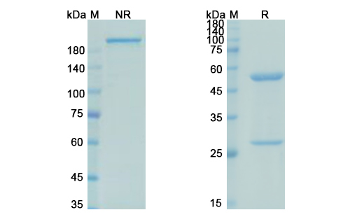 Pascolizumab (IL4) Antibody, Monoclonal