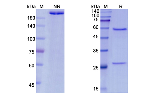 Pateclizumab (LTA/TNFSF1) Antibody, Monoclonal