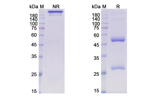Patritumab (ERBB3) Antibody, Monoclonal