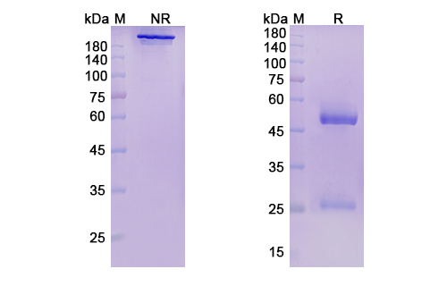 Pepinemab (SEMA4D) Antibody, Monoclonal