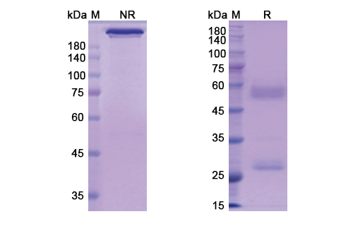 Perakizumab (IL17A) Antibody, Monoclonal