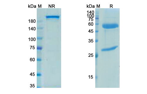 Petosemtamab (EGFR/ERBB1/LGR5) Antibody, Monoclonal