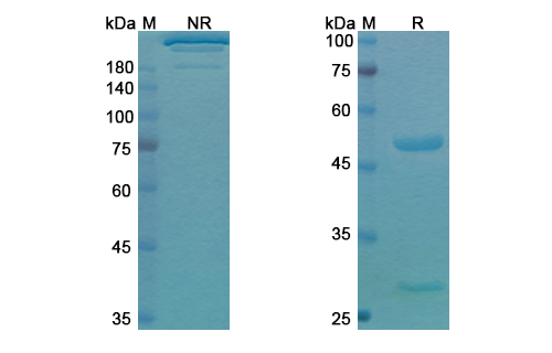 Pidilizumab (PDCD1/CD279) Antibody, Monoclonal