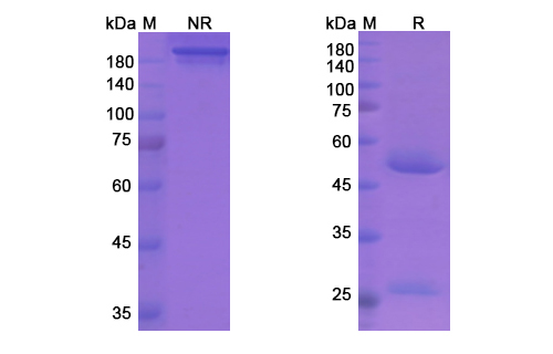Plozalizumab (CCR2/CD192) Antibody, Monoclonal