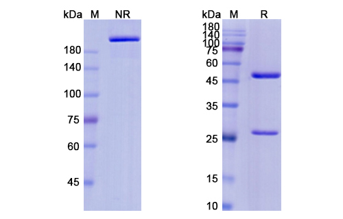 Polatuzumab Vedotin (CD79B) Antibody, Monoclonal