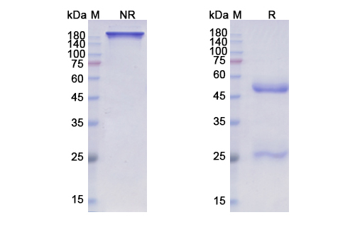 Pozelimab (C5) Antibody, Monoclonal