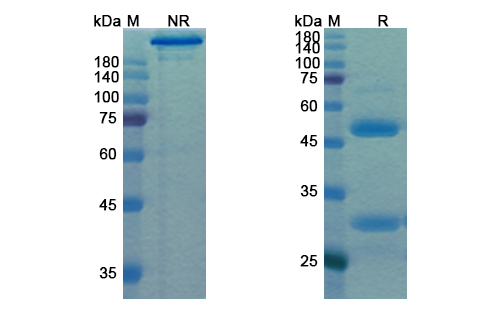 Praluzatamab (ALCAM/CD166) Antibody, Monoclonal