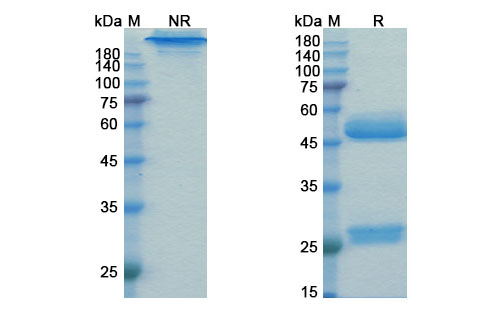 Prezalumab (ICOSLG/B7-H2/B7RP-1/CD275) Antibody, Monoclonal
