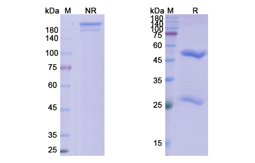 Pritoxaximab (shiga toxin type 1 B subunit) Antibody, Monoclonal