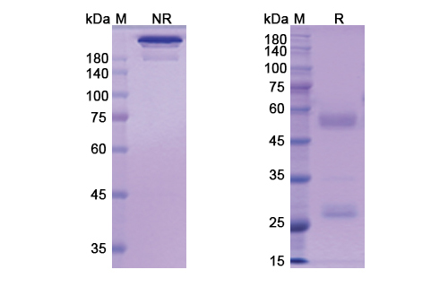 Pritumumab (VIM ) Antibody, Monoclonal