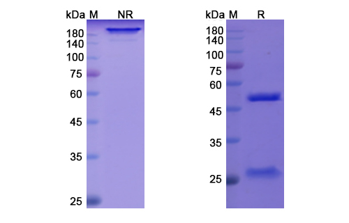Quilizumab (IGHE) Antibody, Monoclonal
