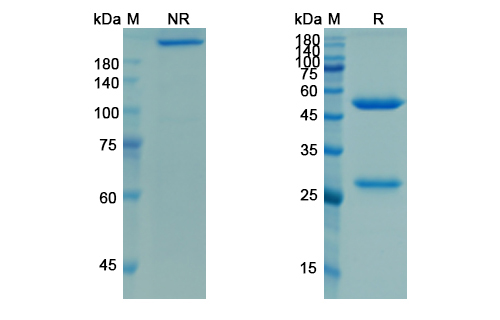 Racotumomab (Idiotope of anti-(N-glycolylneuraminic acid (NeuGc,NGNA) -gangliosides GM3) Mus musculus IgM-kappa monoclonal antibody P3) Antibody, Monoclonal