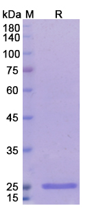 Radretumab (FN EDB) Antibody, Monoclonal