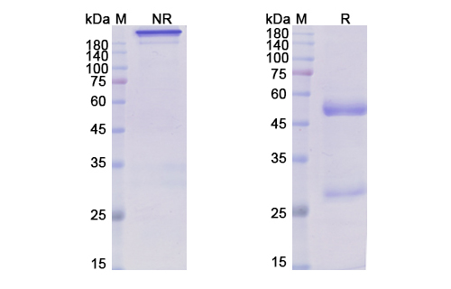 Rafivirumab (RV) Antibody, Monoclonal