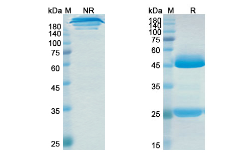 Ralpancizumab (PCSK9/NARC1/ PC9) Antibody, Monoclonal