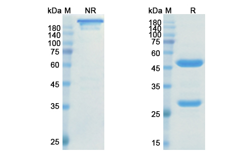 Ranevetmab (NGF/NGFB) Antibody, Monoclonal