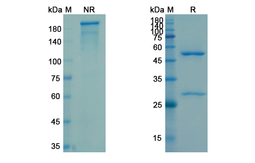 Raxibacumab (Anthrax protective antigen ) Antibody, Monoclonal