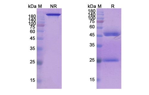 Refanezumab (MAG/SIGLEC-4A) Antibody, Monoclonal