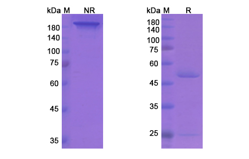 Regavirumab (HCMV) Antibody, Monoclonal