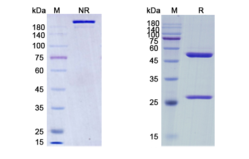 Relatlimab (LAG3/CD223) Antibody, Monoclonal