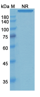 Remtolumab (IL17A/TNFSF2/TNF-alpha/TNFA) Antibody, Monoclonal