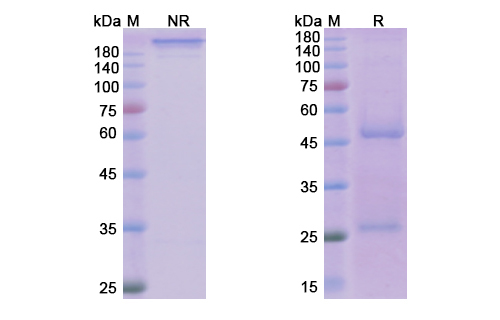 Reslizumab (IL5) Antibody, Monoclonal