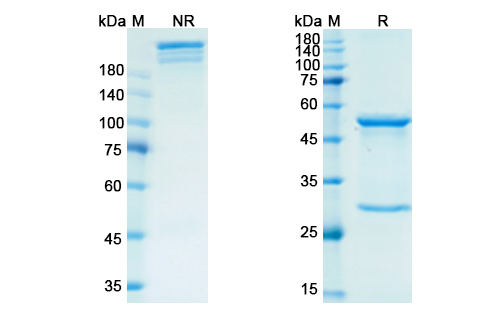 Retifanlimab (PDCD1/PD1/CD279) Antibody, Monoclonal