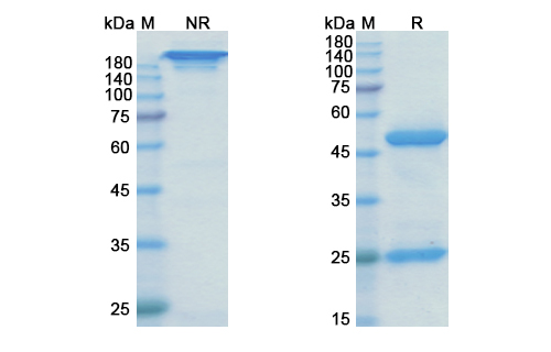Rilotumumab (HGF) Antibody, Monoclonal
