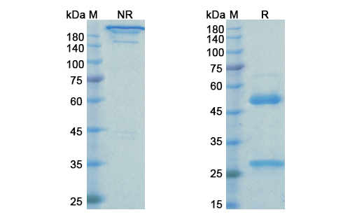 Rinucumab (PDGFRB/ PDGFR-1/CD140b) Antibody, Monoclonal