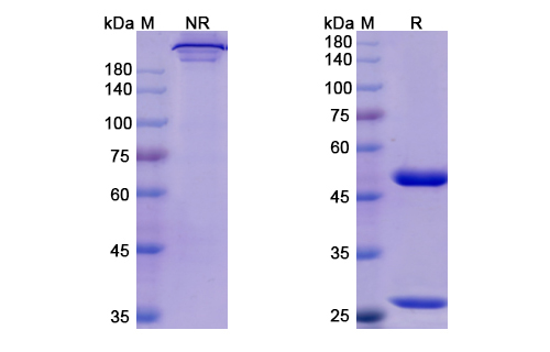 Risankizumab (IL23A) Antibody, Monoclonal