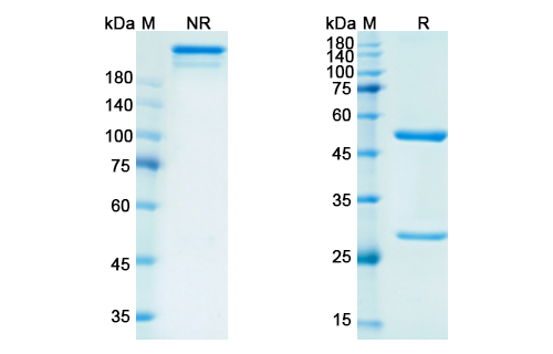 Rituximab (MS4A1) Antibody, Monoclonal