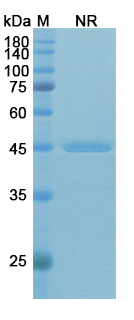Rivabazumab (PcrV) Antibody, Monoclonal