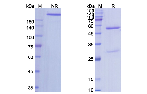 Robatumumab (IGF1R/CD221 ) Antibody, Monoclonal