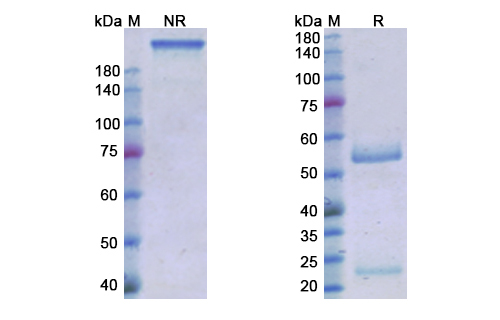 Roledumab (RHD) Antibody, Monoclonal