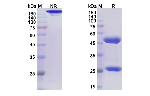 Rolinsatamab (PRLR) Antibody, Monoclonal