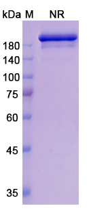 Romilkimab (IL13/IL4) Antibody, Monoclonal