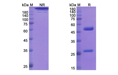 Rontalizumab (IFNA1) Antibody, Monoclonal