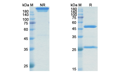 Rosmantuzumab (RSPO3) Antibody, Monoclonal