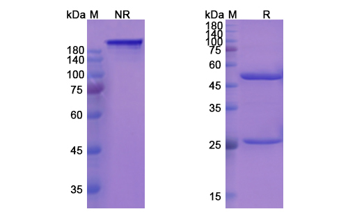 Rovelizumab (ITGAL/CD11a/ITGB2/CD18) Antibody, Monoclonal