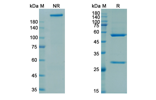 Rozanolixizumab (FCGRT) Antibody, Monoclonal