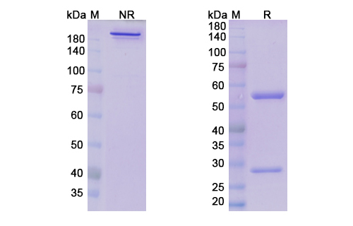 Samrotamab (LRRC15) Antibody, Monoclonal