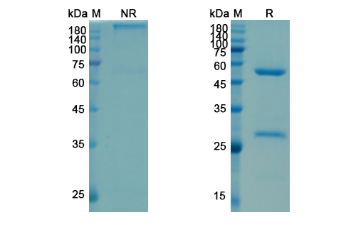 Satumomab (TAG-72) Antibody, Monoclonal