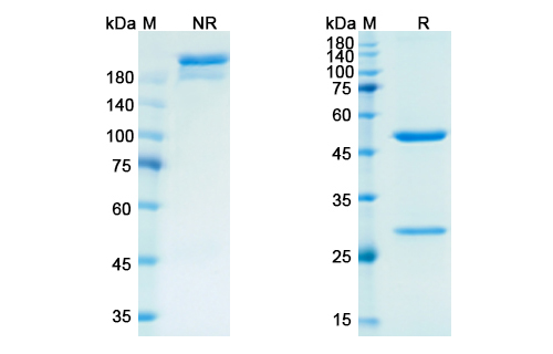 Semorinemab (MAPT) Antibody, Monoclonal