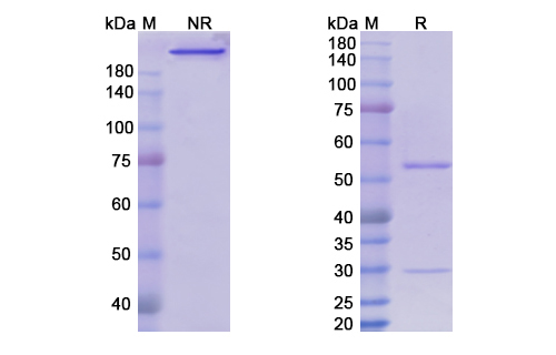 Setrusumab (SOST) Antibody, Monoclonal